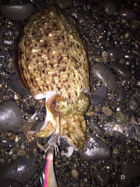 アオリイカ、コウイカ、タコが釣れましたがサ…